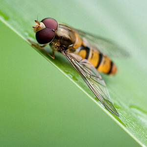 Episyrphus Balteatus Männlich