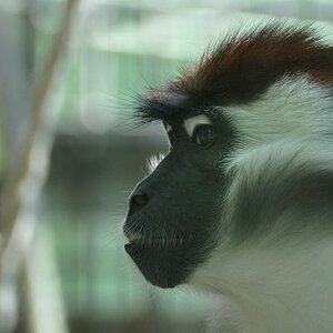Affe hinter Glasscheibe
