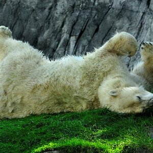 Eisbär wälzt sich im Gras