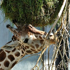 Giraffe 2