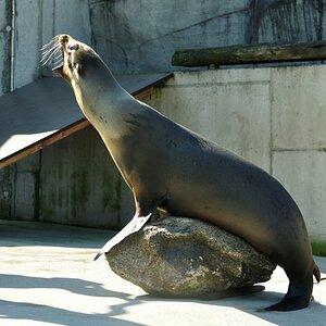 Seelöwe