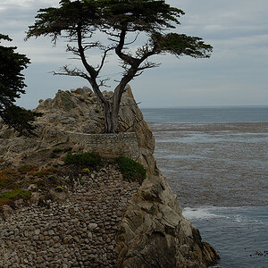 Lone Cypress