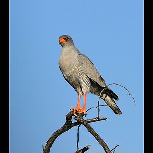 NAM 5456 Vogel Greif r Kopie