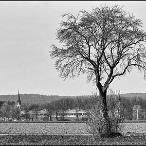 Obstbaum (1 von 1).JPG