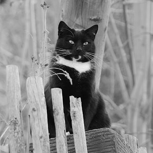 DSC_1823_00001_02n.jpg