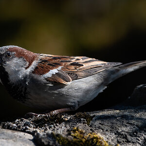 _DSC1863-Bearbeitet-1.jpg