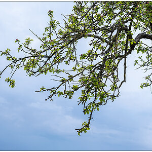 208 Apfelbaum im Frühlingslicht