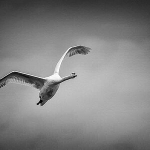 Höckerschwan BW (1 von 1).JPG