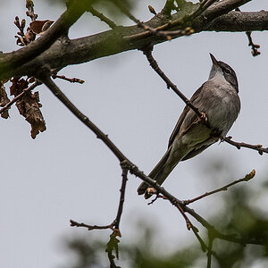 Unbekannter Vogel 2 (1 von 1).JPG