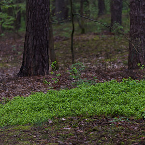 Waldbodenfrühling (1 von 1).JPG