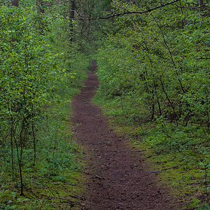 Weg im Unterholz (1 von 1).JPG