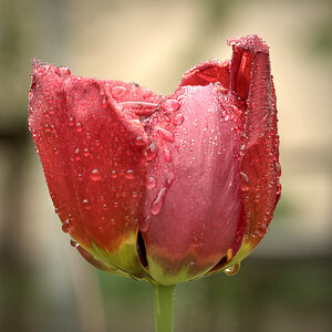 DSC_4511_1.jpeg