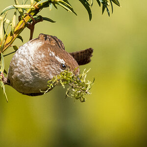 D50_1302_Zaukönig Hängepartie_IA_5_2021.jpg