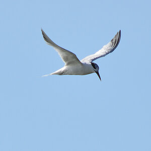 DSC_1279.JPG