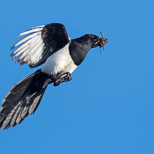 D50_0371_Elster ab zum Nest_IA_4_2021.jpg