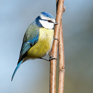 D50_8665_Blaumeise IIA_3_2021.jpg