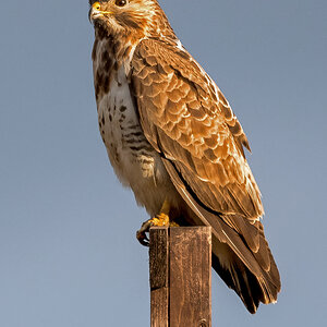 D50_8730_Sir Bussard auf LieblingsplatzIA_3_2021.jpg