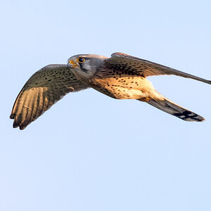 D50_9993_Turmfalke IA_4_2021.jpg