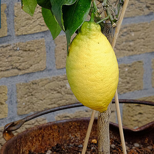 DSCF2433Axl.jpg