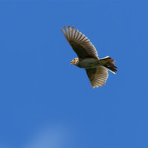 OF5_11204.jpg