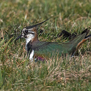 D50_8964_Kiebitzdame testet Nestmulde_IA_3_2021.jpg