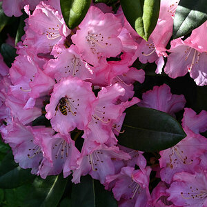 Rhododendronblüte mit Besucherin.jpg