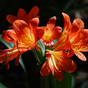Clivia Südafrika.jpg