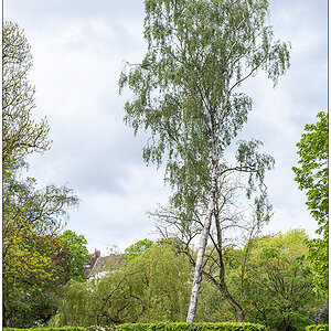 233 Sams Birke im Kieler Schrevenpark