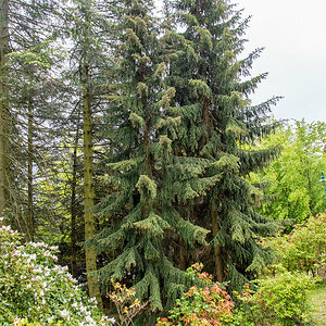 20210523_DSC_2446 zwei Fichten.jpg
