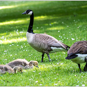 237 Familie Kanadagans im Kieler Schrevenpark II