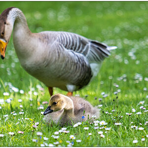 238 Familie Kanadagans im Kieler Schrevenpark III