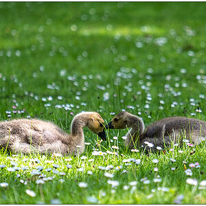 239 Familie Kanadagans im Kieler Schrevenpark IV