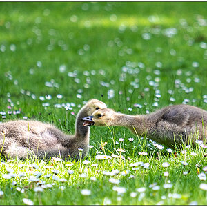 241 Familie Kanadagans im Kieler Schrevenpark VI