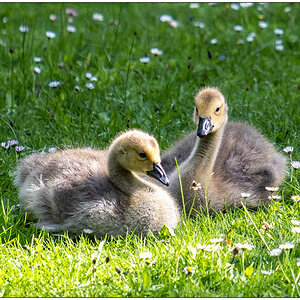 242 Familie Kanadagans im Kieler Schrevenpark VII