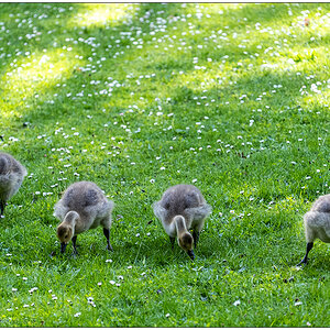243 Familie Kanadagans im Kieler Schrevenpark VIII