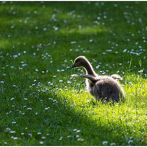 245 Familie Kanadagans im Kieler Schrevenpark X