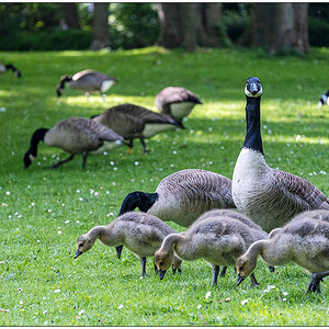 246 Familie Kanadagans im Kieler Schrevenpark XI