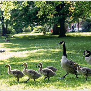 247 Familie Kanadagans im Kieler Schrevenpark XII