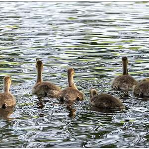 248 Familie Kanadagans im Kieler Schrevenpark XIII