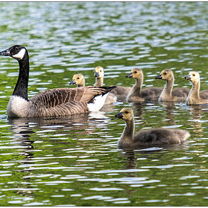 250 Familie Kanadagans im Kieler Schrevenpark XV