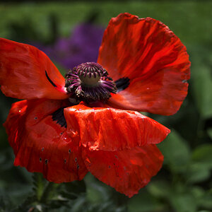 Mohn.jpg