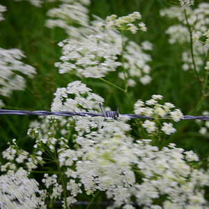 Z50_0530.JPG