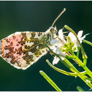 264 Schmetterling Aurora
