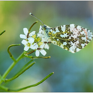265 Schmetterling Aurora