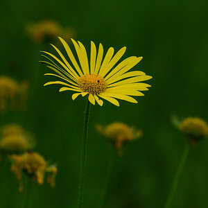 Z50_0549.JPG