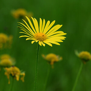 Z50_0549.JPG
