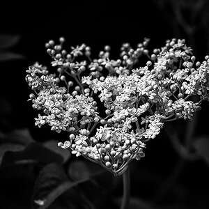 Holunderblüte (1 von 1).JPG