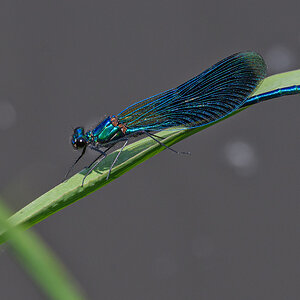 OF5_12443.jpg