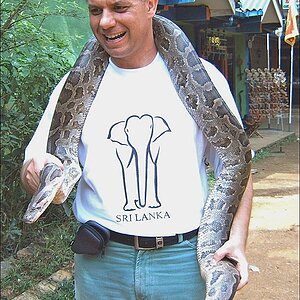 comp_tastysnake.jpg