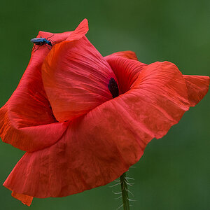 Mohn (1 von 1).JPG